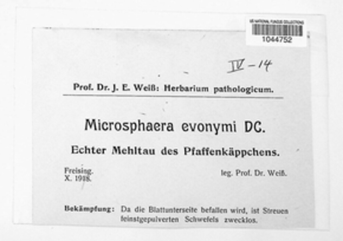 Erysiphe euonymi image